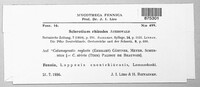 Sclerotium rhizodes image